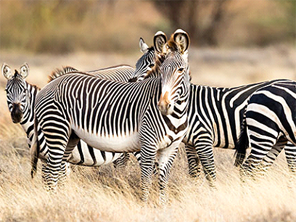 Grevy's Zebra