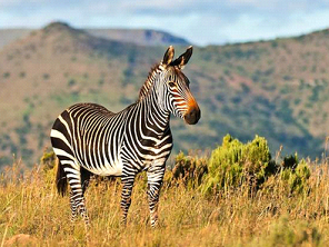 Mountain Zebra