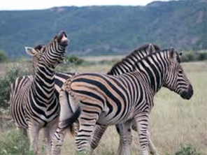 Plains Zebra